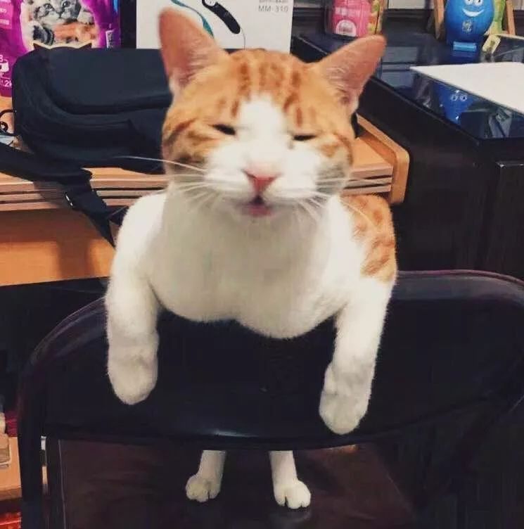 狗狗牵引背带制作——为爱宠打造专属的安全出行